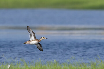 Garganey A Winter Visitor in Flight