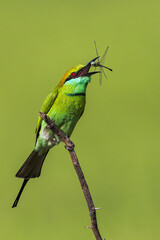 Green Bee-eater Tossing a Dragonfly