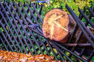broken tree after a storm