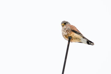 Falco tinnunculus aka common kestrel is sitting on the top of the residential building in winter....