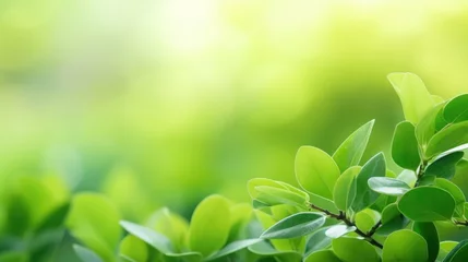 Fotobehang Closeup of natural green leaf in garden © tonstock