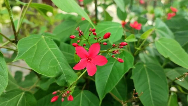 Red flowers of Peregrina&nbsp;moving in the wind in the garden.  Jatropha integerrima or spicy jatropha
