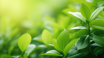 Closeup of natural green leaf in garden