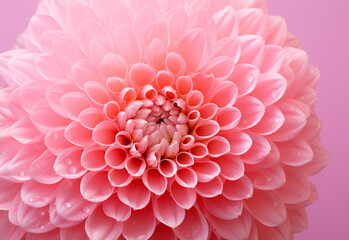 Regular dahlia petals in perfect symmetry pattern. close up. Minimalist image of a single dahila flower pink petals pattern with fresh water drops.