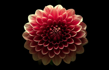 Macro and close up of Aitara Diadem' Share dahlia flower on black background, beautifully intriguing and mysterious 