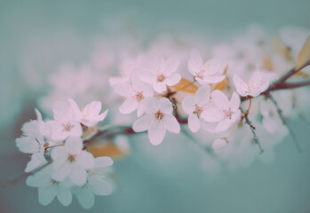 Naklejka na ściany i meble Delicate white cherry blossoms bloom on a bright spring day. Romance and nature. Pastel vibe.