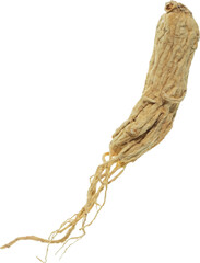 ginseng cut out on transparent background.