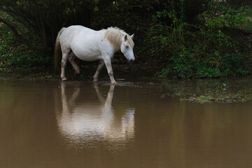 Fototapeta premium A white horse is reflected in the pond.