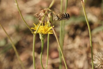 In flight closeup on a blue banded, white cheecked digger bee, Amegilla albigena approaching a yellow flower