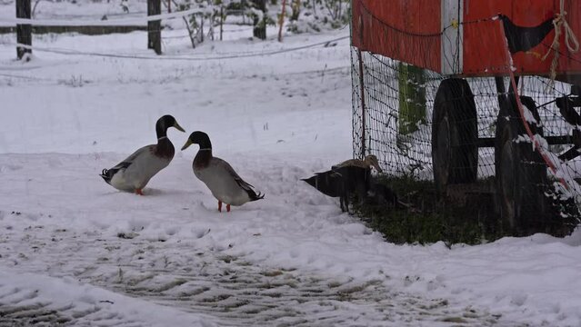 Four Indian runner ducks outside on snow covered meadow with chicken mobile home at Swiss City of Zürich on a snowy autumn day. Movie shot November 30th, 2023, Zurich, Switzerland.