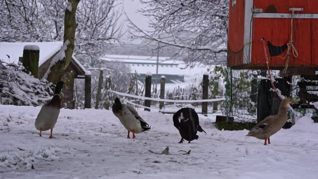 Four Indian runner ducks outside on snow covered meadow with chicken mobile home at Swiss City of Zürich on a snowy autumn day. Movie shot November 30th, 2023, Zurich, Switzerland.