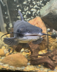 Smiling Catfish in aquarium