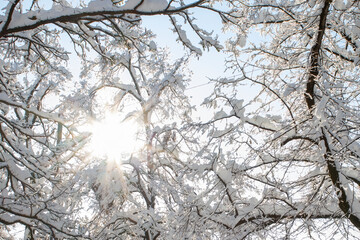 Frozen trees and branches after a snowstorm in Munich