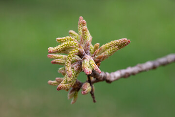 Quercus variabilis develops catkin inflorescence in the spring. Flowering of oak, catkins and buds in April, selective focus.