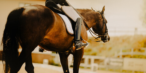 A bay horse with a rider in the saddle and in sports gear. Equestrian sports and dressage. Workout....