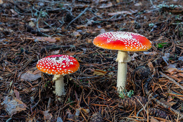Amanita muscaria. False oronja or fly swatter mushrooms, among the needles and cones of Scots pine.