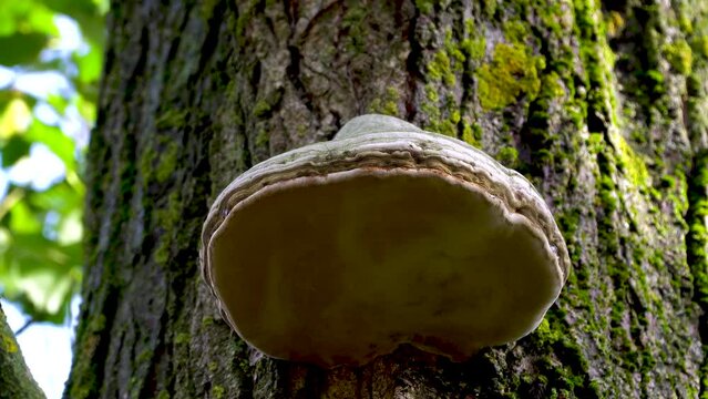 Trumpet mushroom. Close-up. A large grey fungus growing on a tree. Fungus Fomes fomentarius