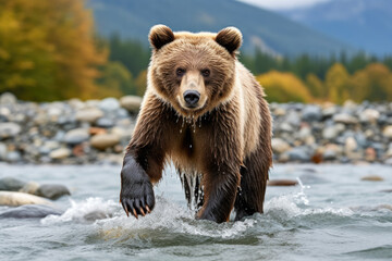 A grizzly bear standing in the water hunts for salmon with mountains in the background.