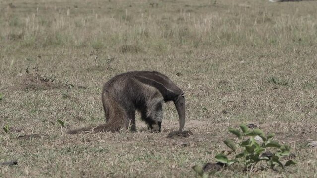 giant anteater walking over a meadow of a farm in the southern Pantanal. Myrmecophaga tridactyla, also ant bear, is an insectivorous mammal native to Central and South America.