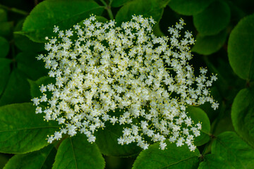 Elderflower