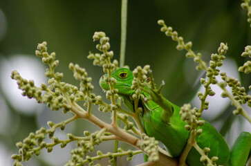 Adult Iguana in Palm Tree Flower Buds