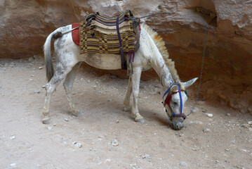 Animals in Petra UNESCO site in Jordan - 687593973