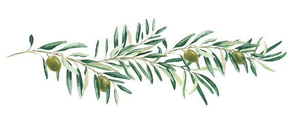 Olive branch with green olives isolated on white background. Watercolor hand drawn botanical illustration. For cards, logos and food design