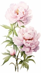 Fototapeta na wymiar Bouquet of beautiful soft pink peony flowers on white background, watercolor illustration