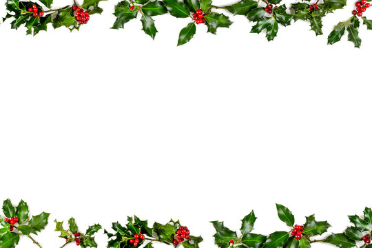 Christmas winter greenery and holly berry abstract background border on white.