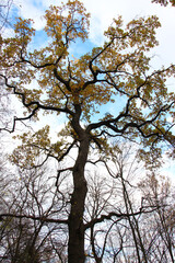 The trunk of an oak tree with a crown