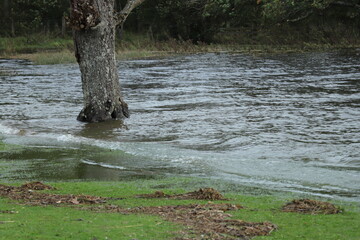 WOODS IN THE WATER