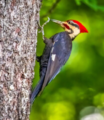 woodpecker on tree