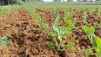 Close-up shot of a small Sweet green pea (pisum) sprouts or seedlings growing in a soil in a vegetable garden in spring. Concept of growing own vegetables