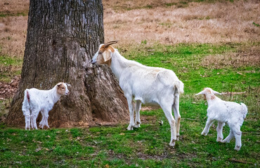 goat on the meadow