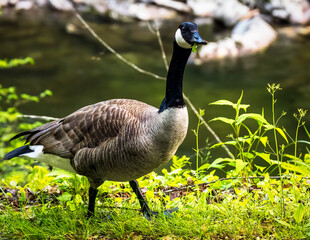 goose on the grass