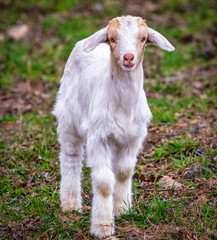 white goat on green grass