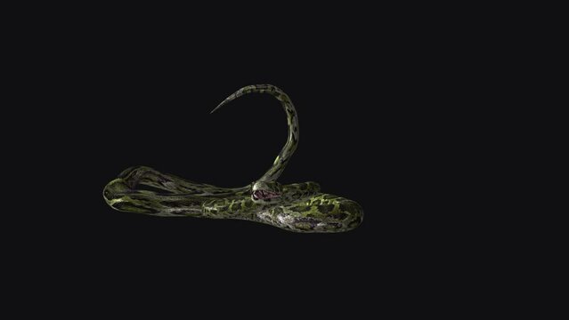 Green Snake on Ground - Close nonvenomous serpent, aggressively wriggling on a ground floor. Realistic 3D animation loop isolated on transparent background with alpha channel.