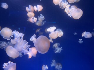 Obraz premium クラゲ jellyfish