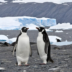 penguins on ice in antarctica