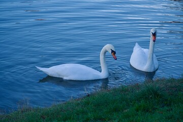 Tineretului Lake, Bucharest City, Romania