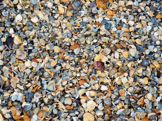 Sea shells on the beach background