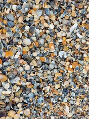 Sea shells on the beach background
