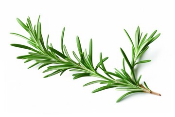 Rosemary icon on white background