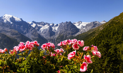 Obraz premium panoramic view to Ortles Mountain range from Furkelhuette, Trafoi, Italy
