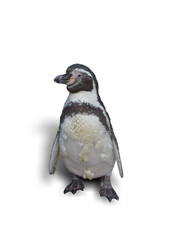 penguin isolated on white background. This has clipping path.