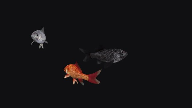 3 Goldfishes - Red, Black, White - Realistic 3D animation loop isolated on transparent background 