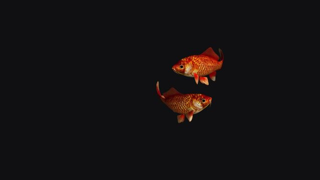 2 Red Goldfishes - II - Realistic 3D animation loop isolated on transparent background 