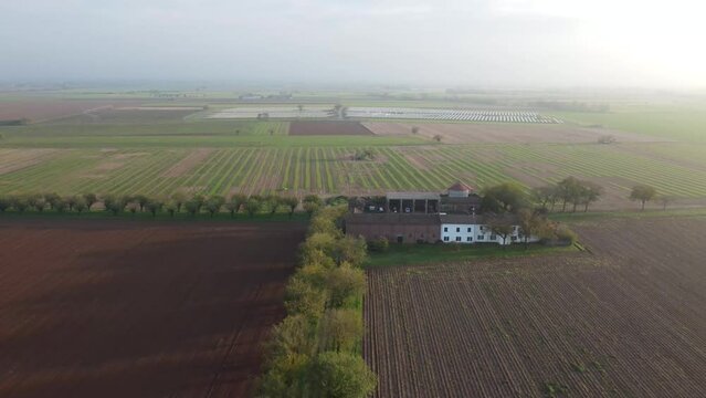 Avenue of mulberry trees