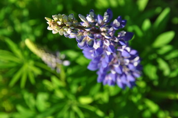 Fototapeta premium lupine