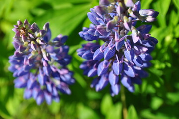 lupine